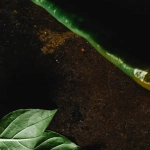 Игровые механики слота Hot Chilli с острым перцем