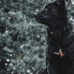 Бездепозитные программы лояльности казино для независимых игроков