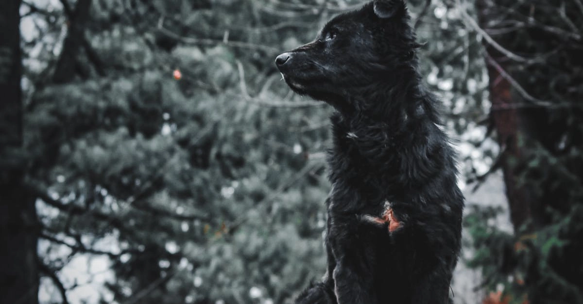 Бездепозитные программы лояльности казино для независимых игроков